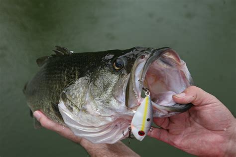 Texas Best Bass Waters For 2019 Game And Fish