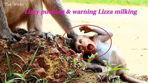 Mom Lizzy Is Upset Pushing Grabbing Baby Lizza On Rock To Warn Baby
