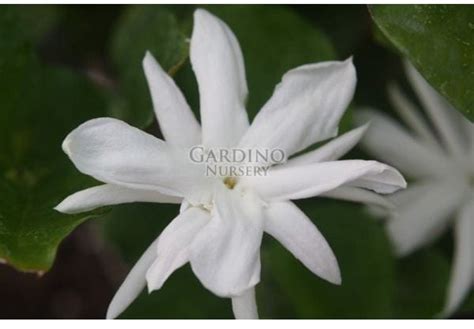 Jasminum Sambac ‘belle Of India Arabian Jasmine 4″ Pot Gardino