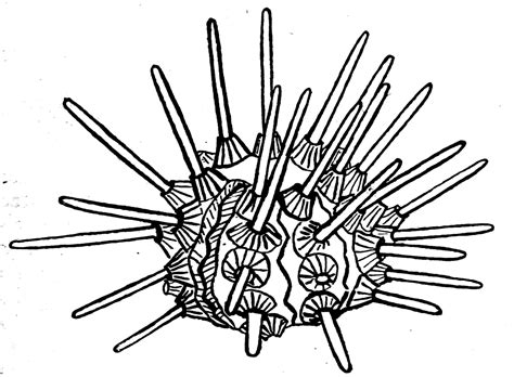 Sea Urchin Drawing Free Download On Clipartmag