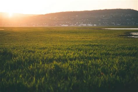 Green Grass Field During Sun Rise · Free Stock Photo