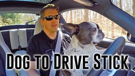 Teaching My Dog To Drive Stick Youtube