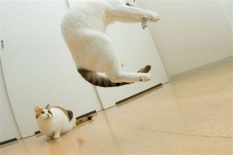 画像猫 飛びかかる猫はその瞬間、とても真剣なのです 付録部 Blog Bu