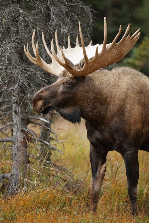 Majestic Bull Moose In The Wilderness