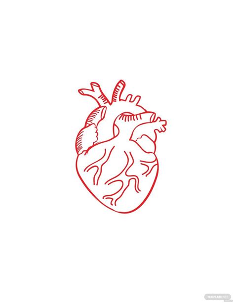 Red Anatomical Heart Drawing In Illustrator Pdf Svg  Eps Png