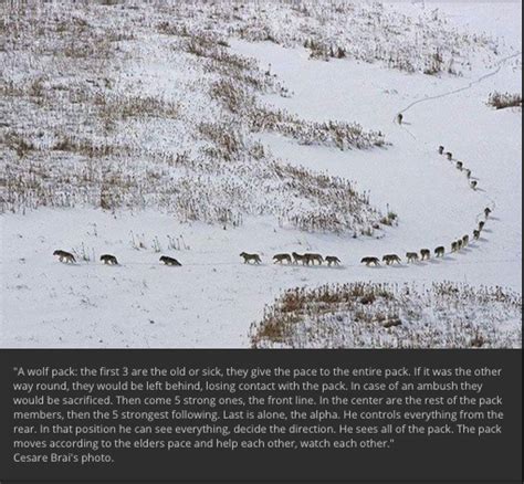 Photograph Of A Wolf Pack Explains ‘alpha Behavior Truth Or Fiction