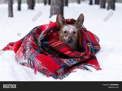 Little Dog Big Ears Image And Photo Free Trial Bigstock