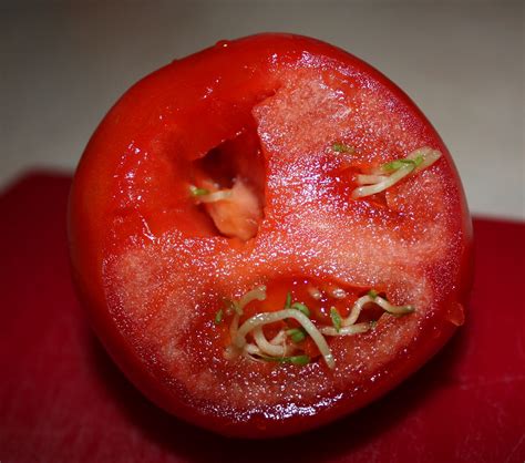 Albums 102 Pictures Picture Of A Tomato Worm Updated