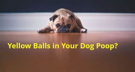 Yellow Balls In Dog Poop 4 Causes And Solutions Farewell Pet Care
