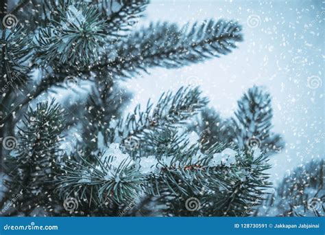 Closeup Of Christmas Tree With Snow Flake Stock Image Image Of
