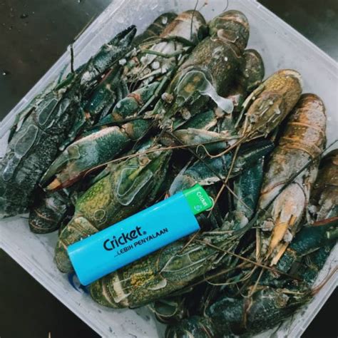 Selain bentuk tubuhnya yang unik, lobster air tawar juga mempunyai warna khas dan beragam.jika diperhatikan, lobster air tawar tampak garang dan mengandung aura magic. Lobster Air Tawar aka Udang Kara Frozen | Shopee Malaysia