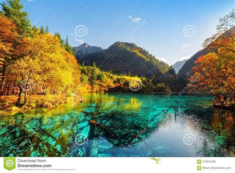 Beautiful View Of Submerged Tree Trunks In The Five Flower Lake Stock