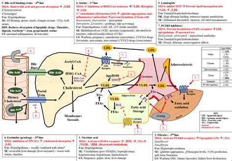 Lipid Lowering Agents Pharmaco Logic