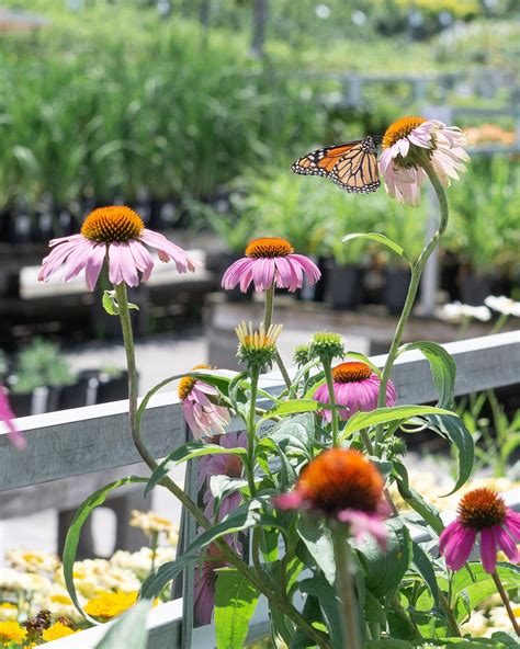 Secrets To A Thriving Butterfly Garden Mulhalls Milkweed Plant