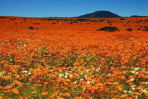 We did not find results for: Knowing South Africa: Namaqualand Flowers