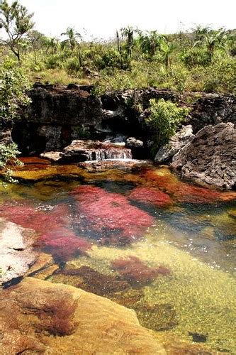 Cano Cristales Colombia If You