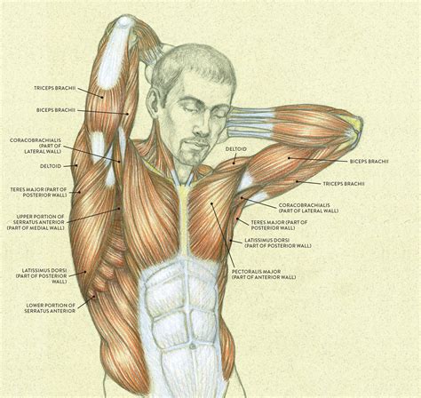 Female Shoulder Muscles Diagram Muscles Of The Neck And Torso Classic