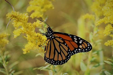 20 Must See Pictures Of Monarch Butterflies Birds And Blooms