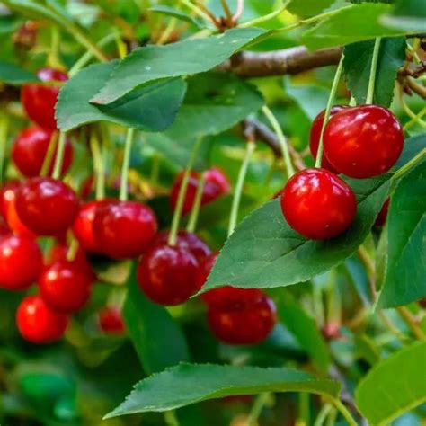 Morello Sour Acid Cooking Cherry Trees For Sale Ashridge