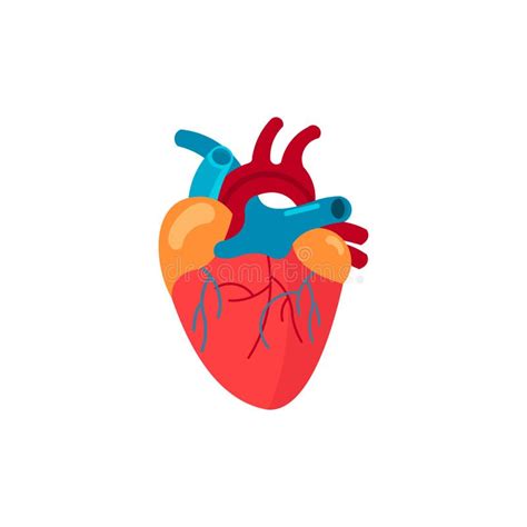 Human Heart Medicine Internal Organs Stock Vector Illustration Of