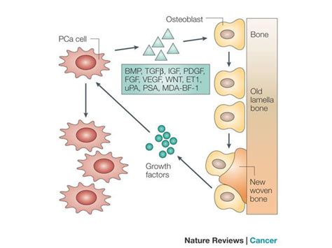 Figure 3 Osteoblasts In Prostate Cancer Metastasis To Bone Nature