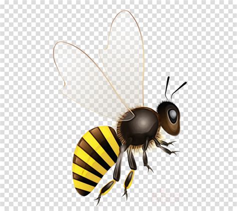 Bumblebee Clipart Insect Honeybee Bee Transparent Clip Art
