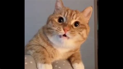 Cute Cat Meows Youtube