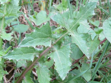 Herbal Picnic Wild Lettuce