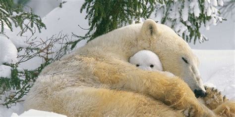 Adopt A Polar Bear