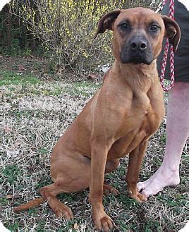Great danes generally get along with other animals, particularly if raised with them, all our puppies are home raised and have very good temperaments with both kids and other. Windham, NH - Boxer/Great Dane Mix. Meet Bangle a Dog for Adoption. | Dog adoption, Pet adoption ...