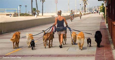 How Many Dogs Can One Person Walk