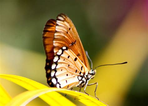 Wallpaper 2048x1466 Px Butterfly Close Insects Macro Nature Up