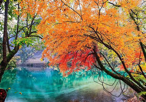 Jiuzhaigou National Park Sichuan China Lake Tree Leaves Autumn Hd