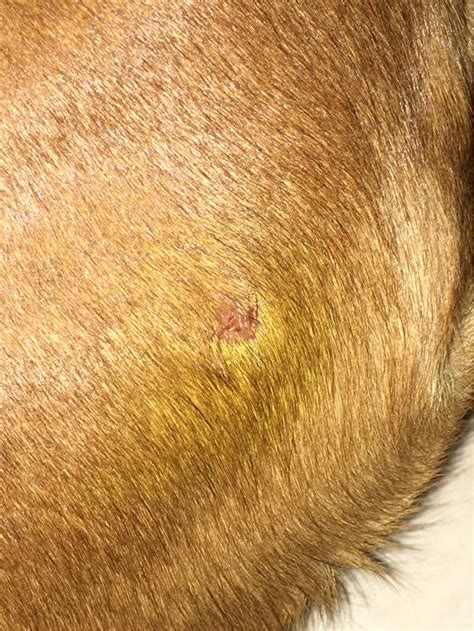 Xenas Mast Cell Tumour Boxer Breed Dog Forums
