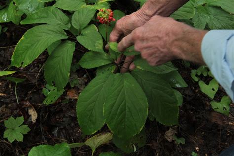 Farm & Garden: Growing ginseng and celebrating spring with UNCA's ...