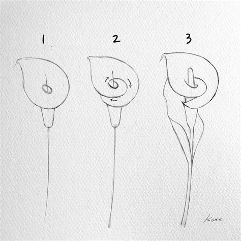 How To Draw A Calla Lily Step By Step At Drawing Tutorials