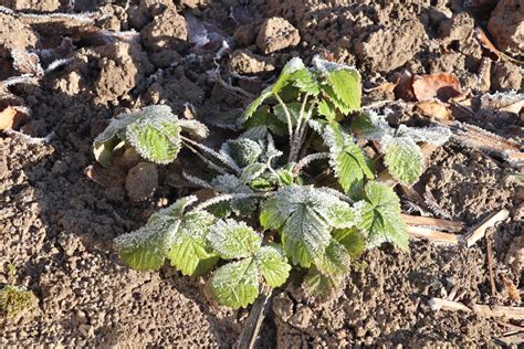 What To Do With Strawberry Plants In Winter Plantura