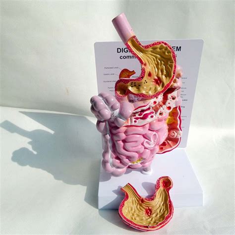 Buy Wsxka Human Anatomical Anatomy Digestive System Model Life Size Anatomical Structure Model