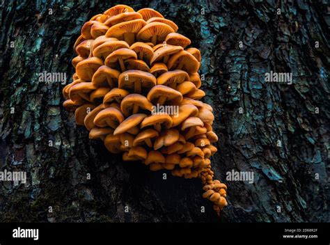 Orange Edible Mushrooms Flammulina Velutipes On Dark Wood Nature
