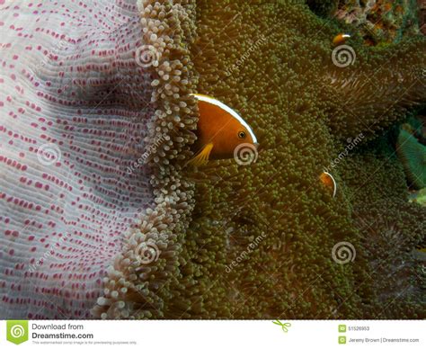 Skunk Clownfish Stock Photo 51216366