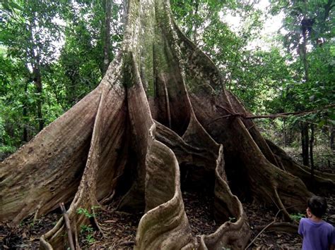 Giant Amazon Tree
