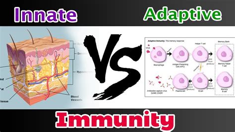 Depending on the type of infectious organism, the response required. Innate Immunity Vs Adaptive Immunity - YouTube