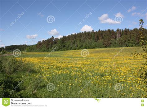 Field Of Yellow Flowers Stock Image Image Of Nature 78517481