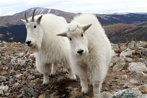 Mountain Goats Animal Facts And Information All Wildlife Photographs