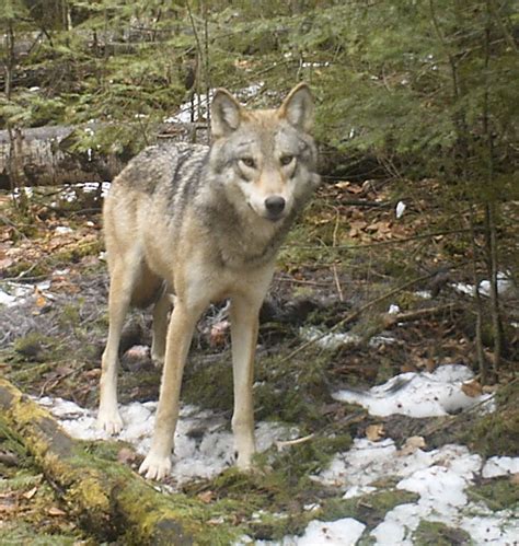 Bow Narrows Camp Blog On Red Lake Ontario Nice Photo Of A Young Timber Wolf Near Camp