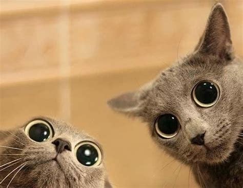 Funny Cats With Big Eyes Mobile Wallpapers