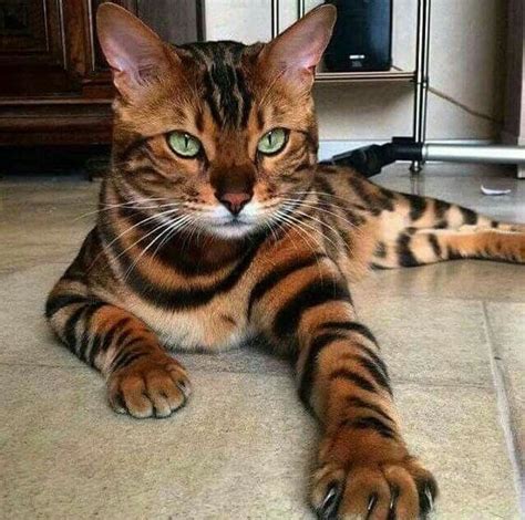 Tiger Cat R Aww