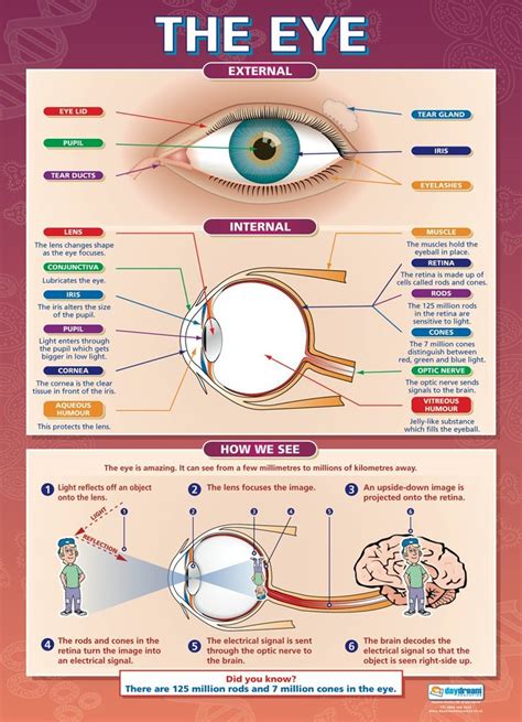 The Eye Science Posters Gloss Paper Measuring 850mm X 594mm A1