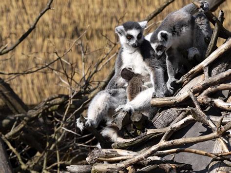 Female Ring Tailed Lemur Lemur Catta Sits With A Cub On A Branch And