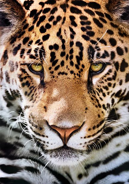 4600 Jaguar Face Stock Photos Pictures And Royalty Free Images Istock